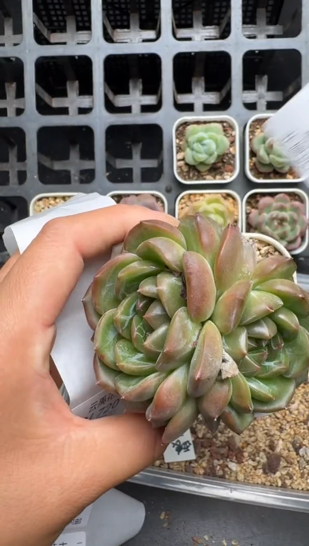 719N当天拍3颗包柚 带盆土发纸巾打包 云禹花卉 珍妮多肉植物