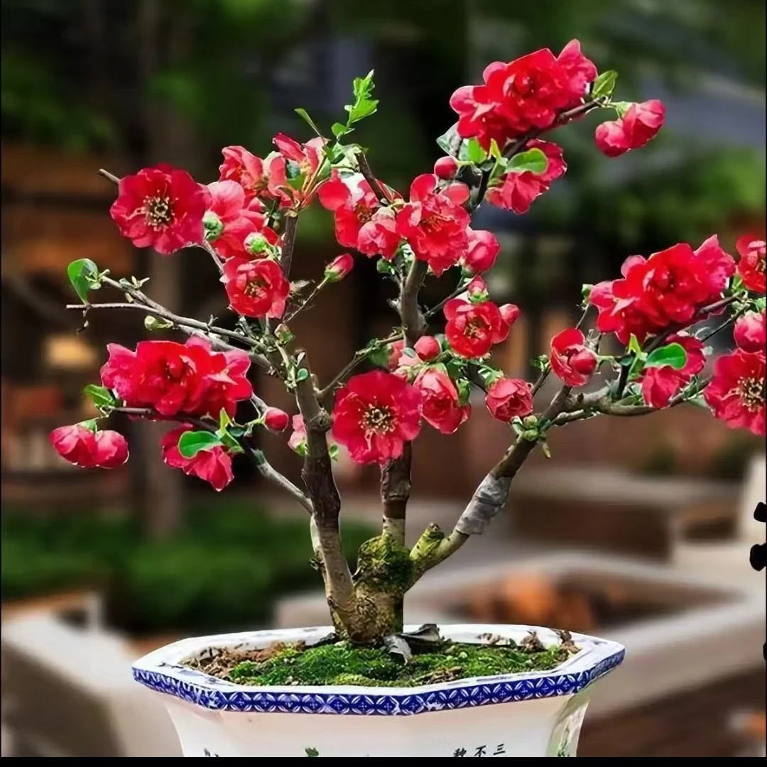 四季海棠花发货老桩盆景四季开花耐寒花卉南北方种植好养活