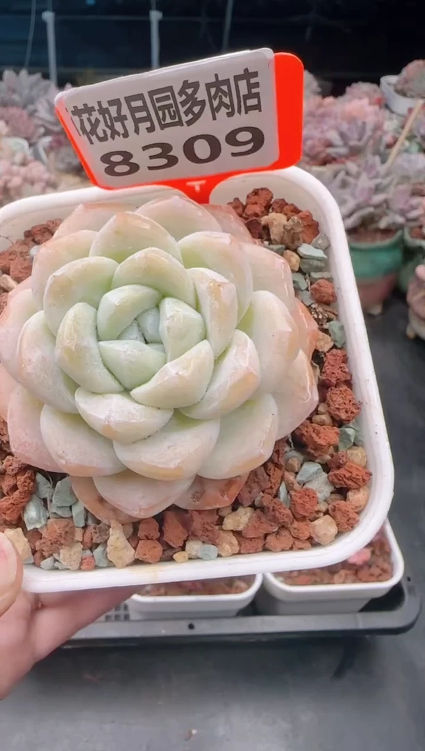 【闪购商品】8309冰玉