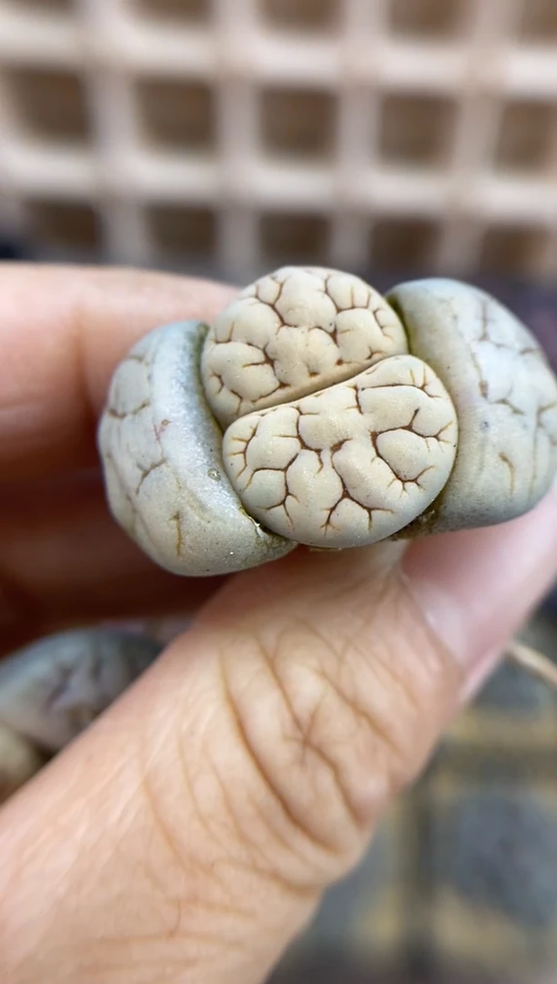 【闪购商品】8786直播一物一拍