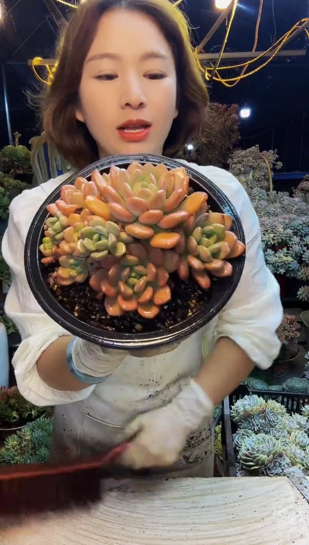 山**鹿8号一物一拍脱土包邮