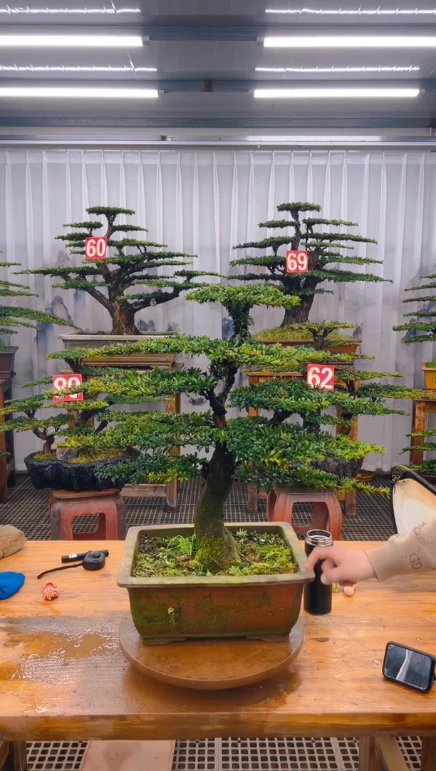 【闪购商品】紫砂精品盆景直播间一物一拍