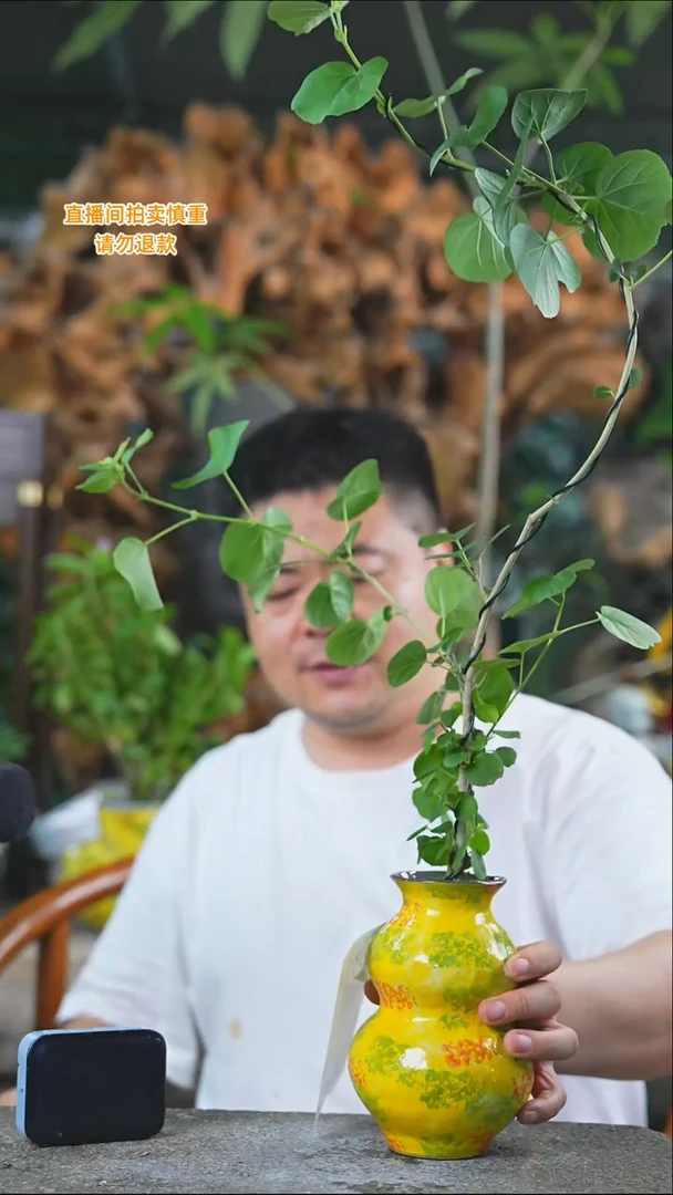 完全开放滨朴样品在另一个直播间284T