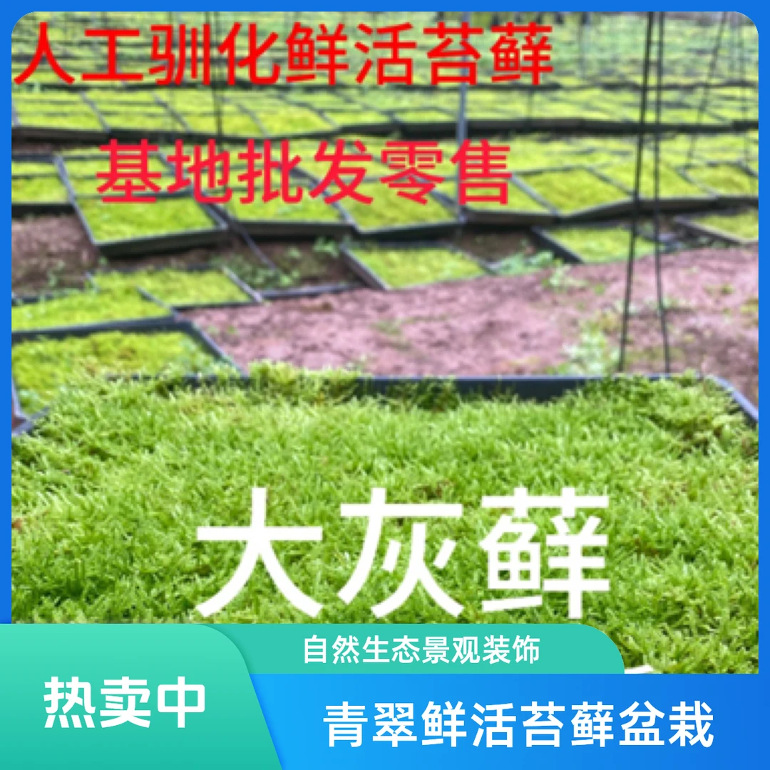 鲜活苔藓人工驯化大灰藓微景观假山盆栽庭院铺面植物造景