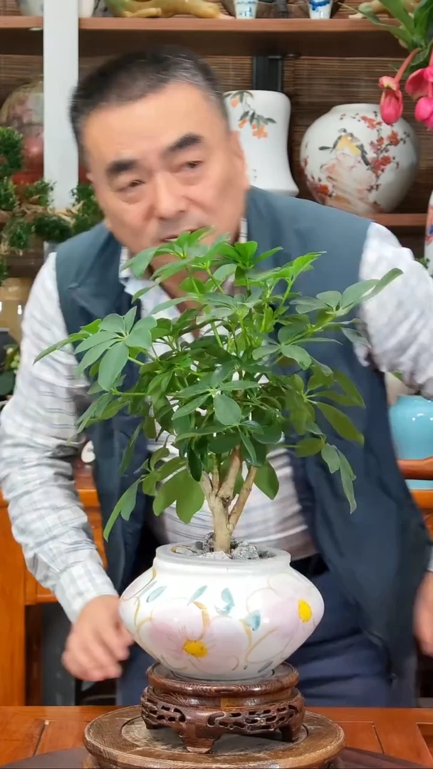 全部花苞百***?水之韵水培鸭掌木