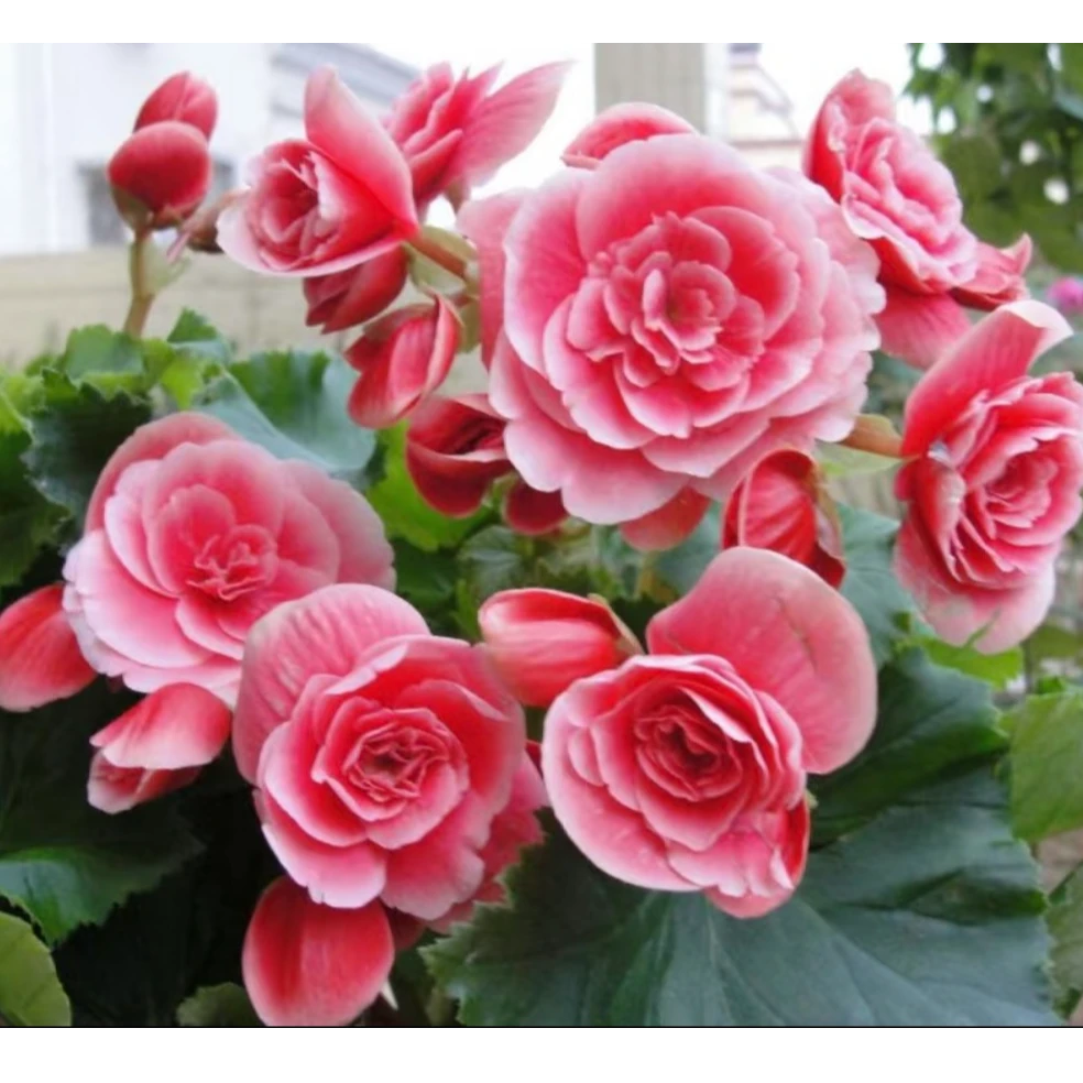 【中昌基地】【海棠】室内绿植花卉盆栽观赏花 3盆3色