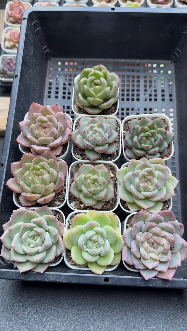 珍妮杂交多肉A904