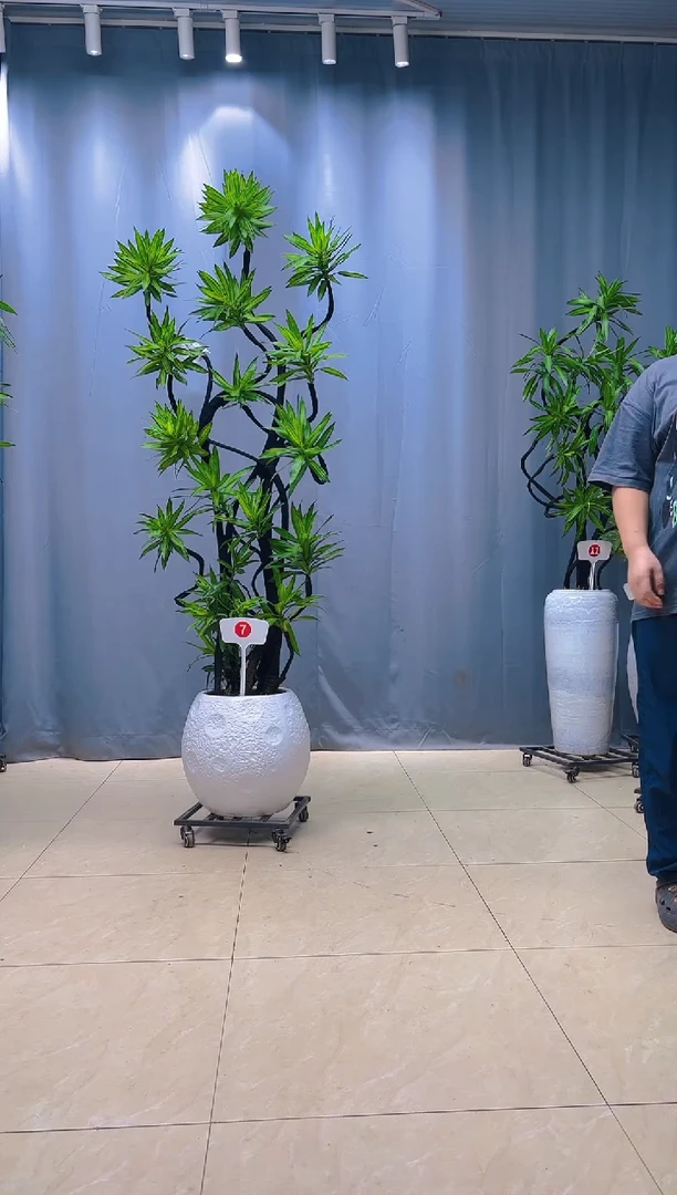 以实际为准用****41号链接百合竹