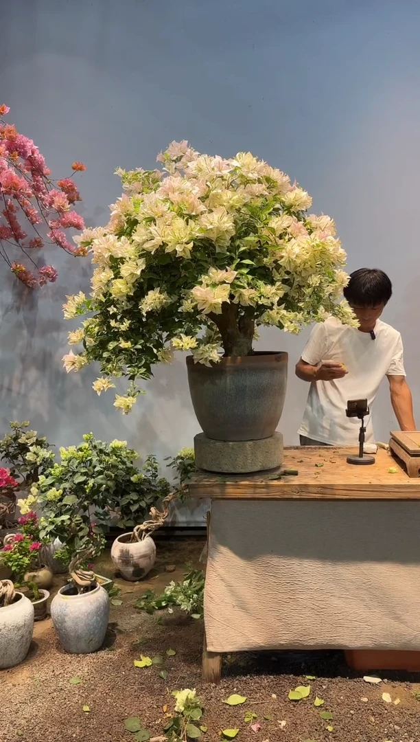 全部花朵永**败三角梅12