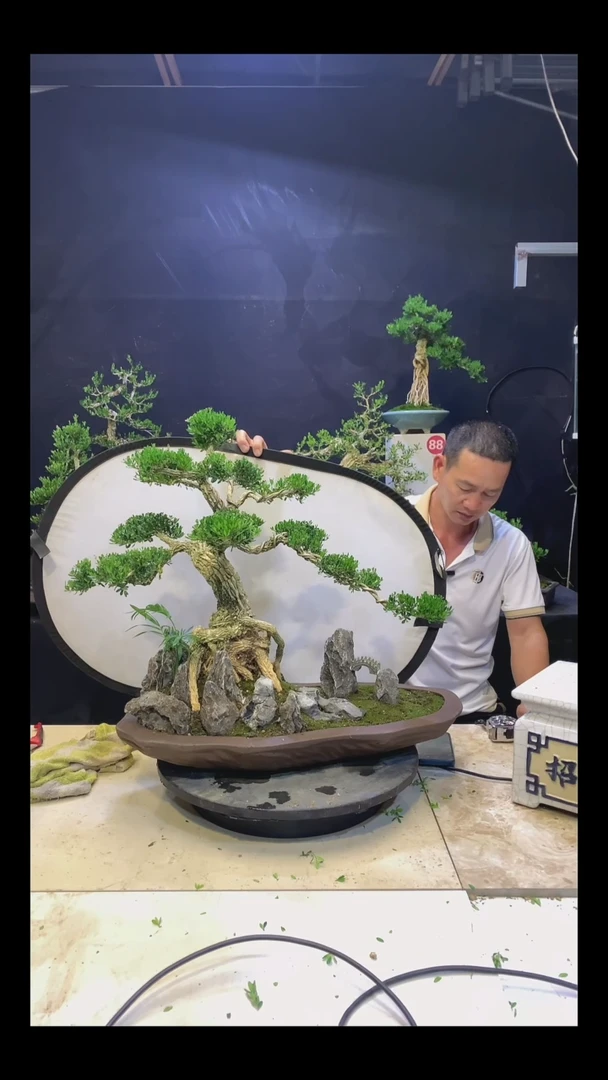 完全开放?*?黄杨盆景