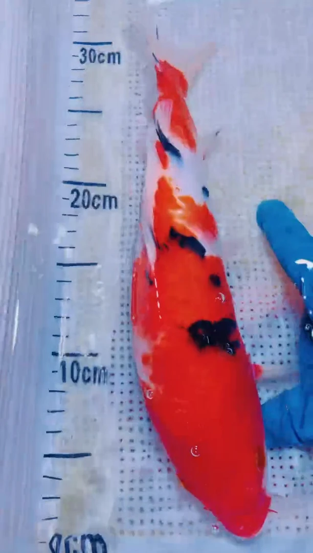 锦鲤血统锦鲤全场包邮91