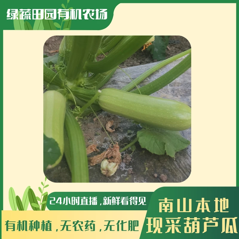 南山本地有机种植现采西葫芦 零农药 零化肥