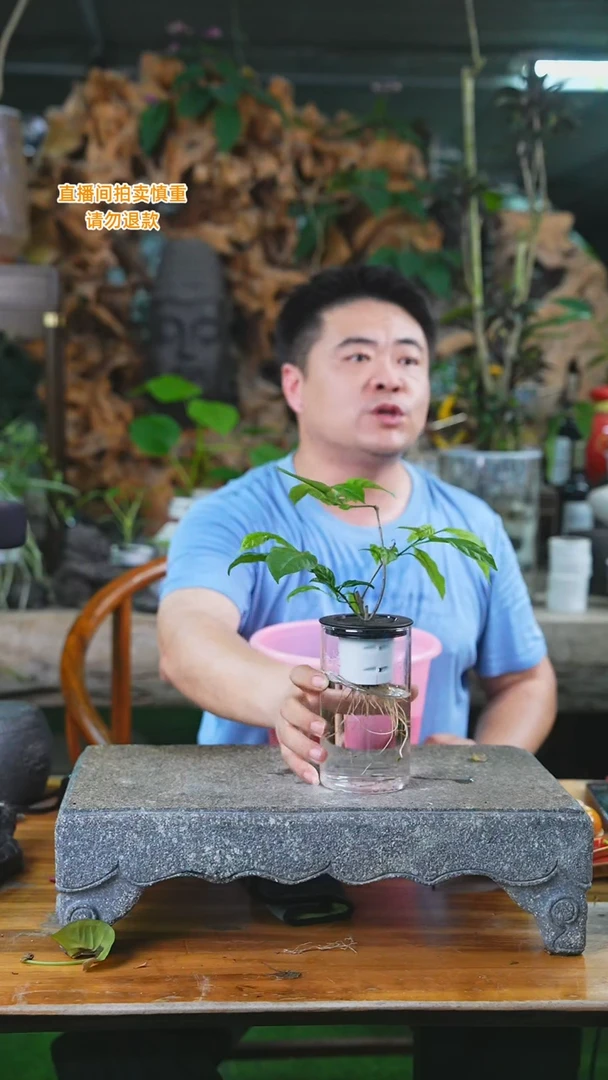 当前无花栽培后可以开花垂丝茉莉123