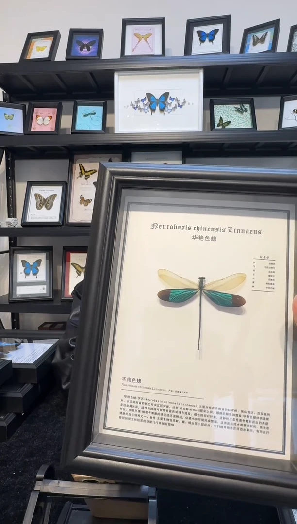 玻璃真实蝴蝶标本