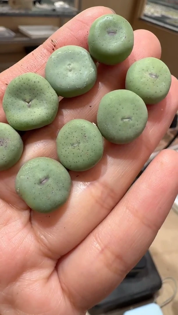 2多肉植物肉锥红嘴一颗