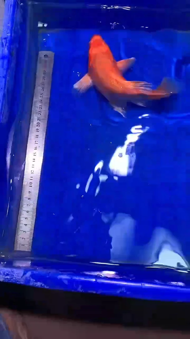 蝴蝶鲤鱼蝴蝶鲤直播选鱼专用链接 凭开箱视频售后