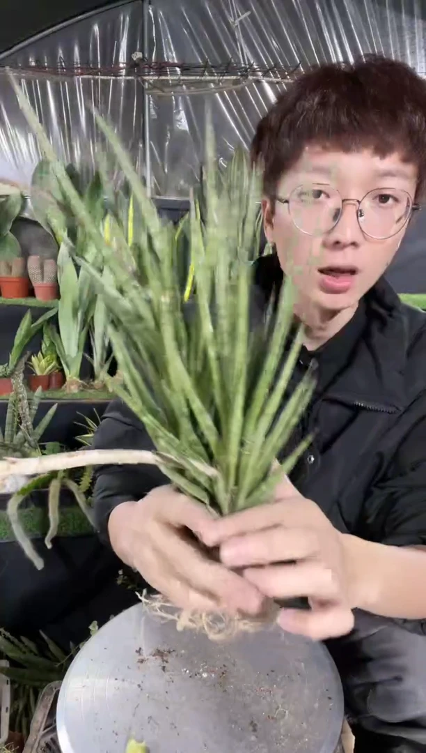 泰品狐狸尾裸根3棵9.9