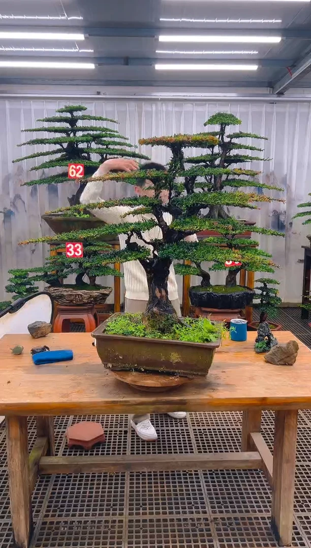 无花朵海**空精品盆景直播间一物一拍