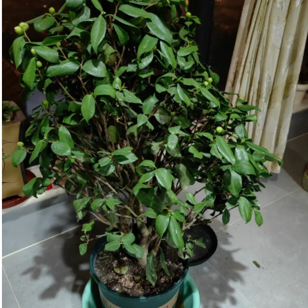 【新疆花之溪】山茶花1枝