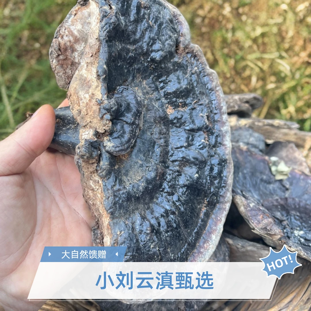 小刘云滇甄选-山货灵芝