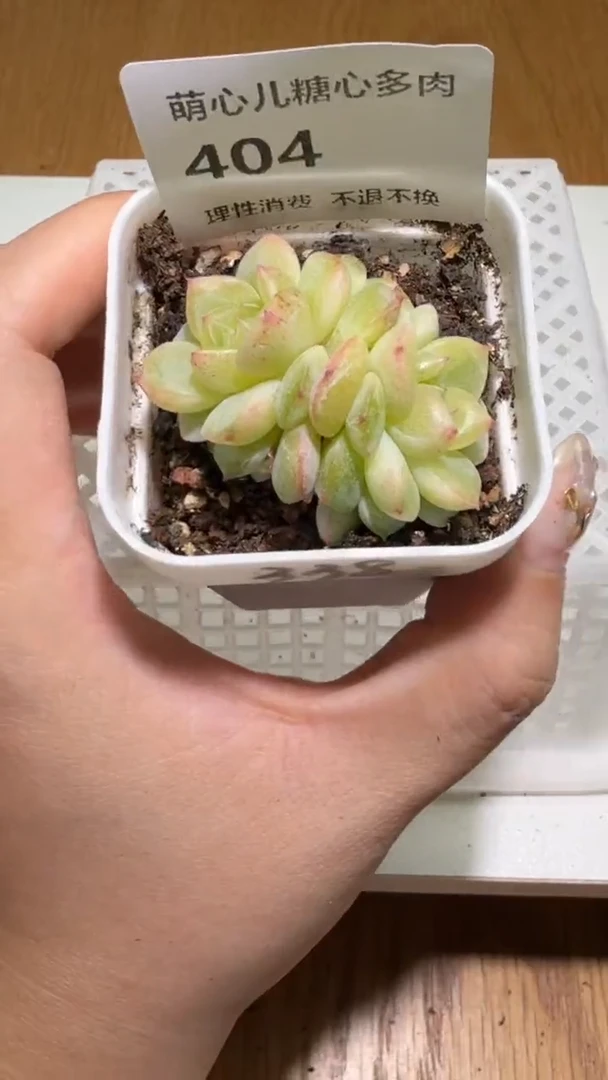 404   338多肉植物