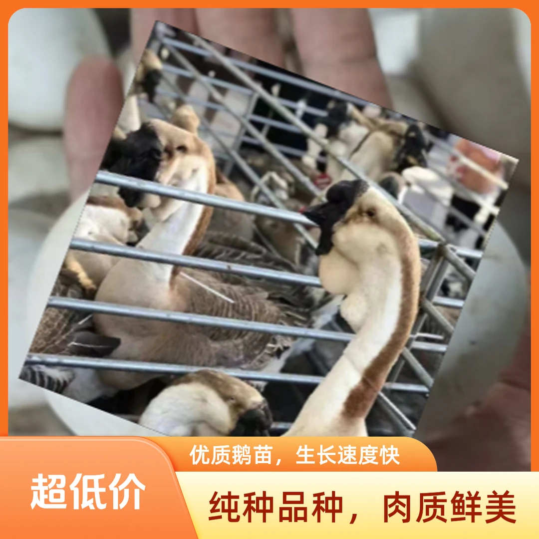 (一斤左右)特大种狮头鹅蛋顺丰速运