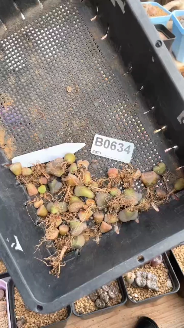 【闪购商品】0634直播一物一拍