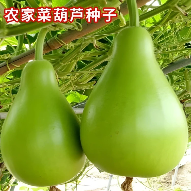 【食用菜葫芦种子】 早熟圆瓠瓜种籽瓢葫芦 可做水瓢早熟观赏新鲜