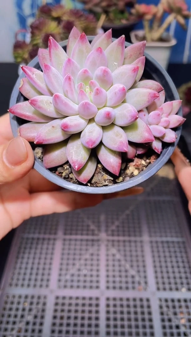 【闪购商品】293双头车厘子