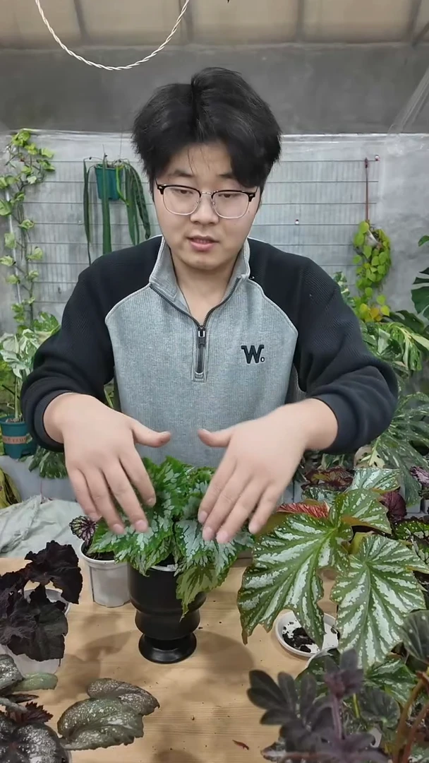 完全开放植物鸟23