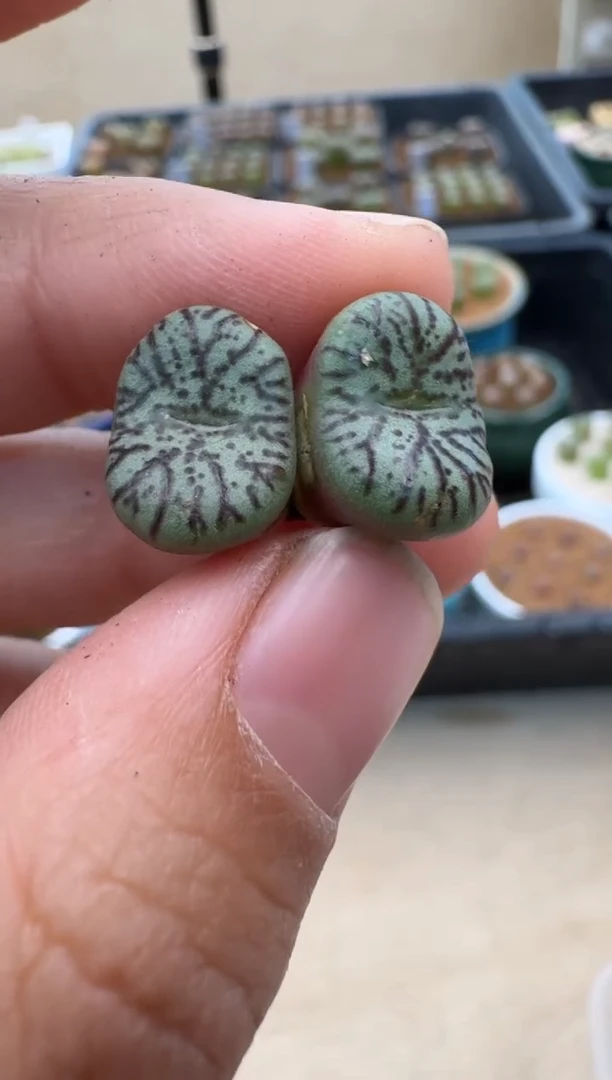 【闪购商品】22-3.