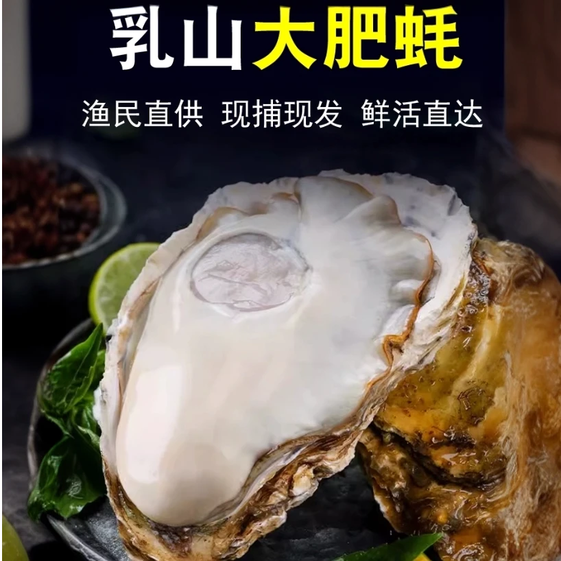 乳山生蚝(大合集)单只