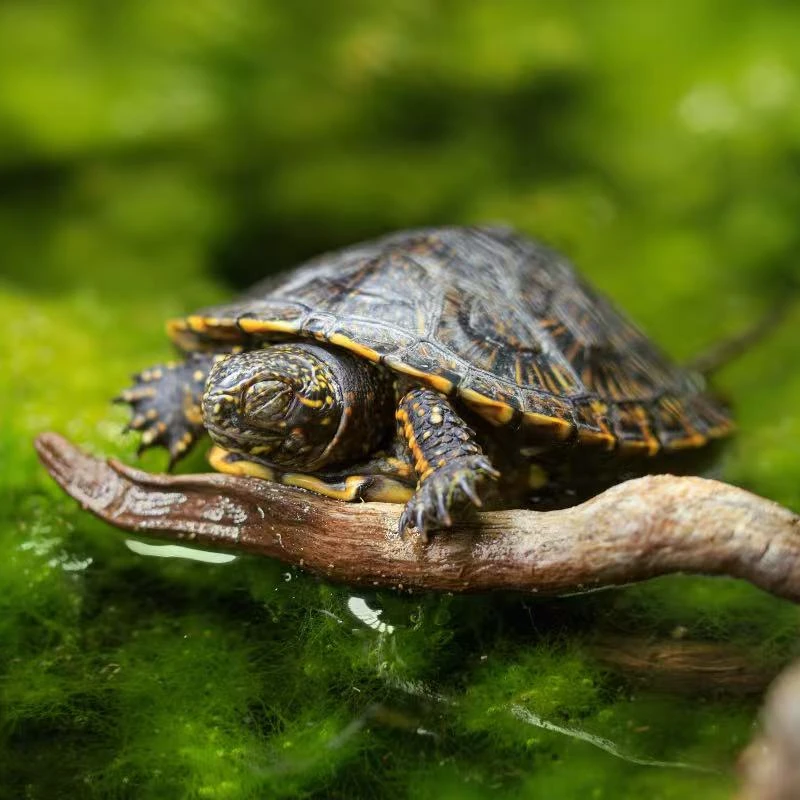 宠物活体链接通用