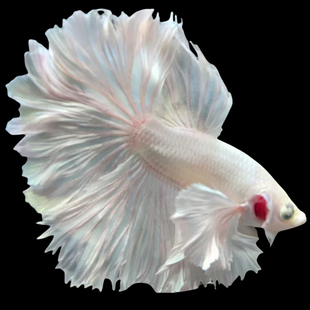 盛创水族馆直播选号181-270号精品泰国斗鱼穿着婚纱鱼斗鱼观赏鱼