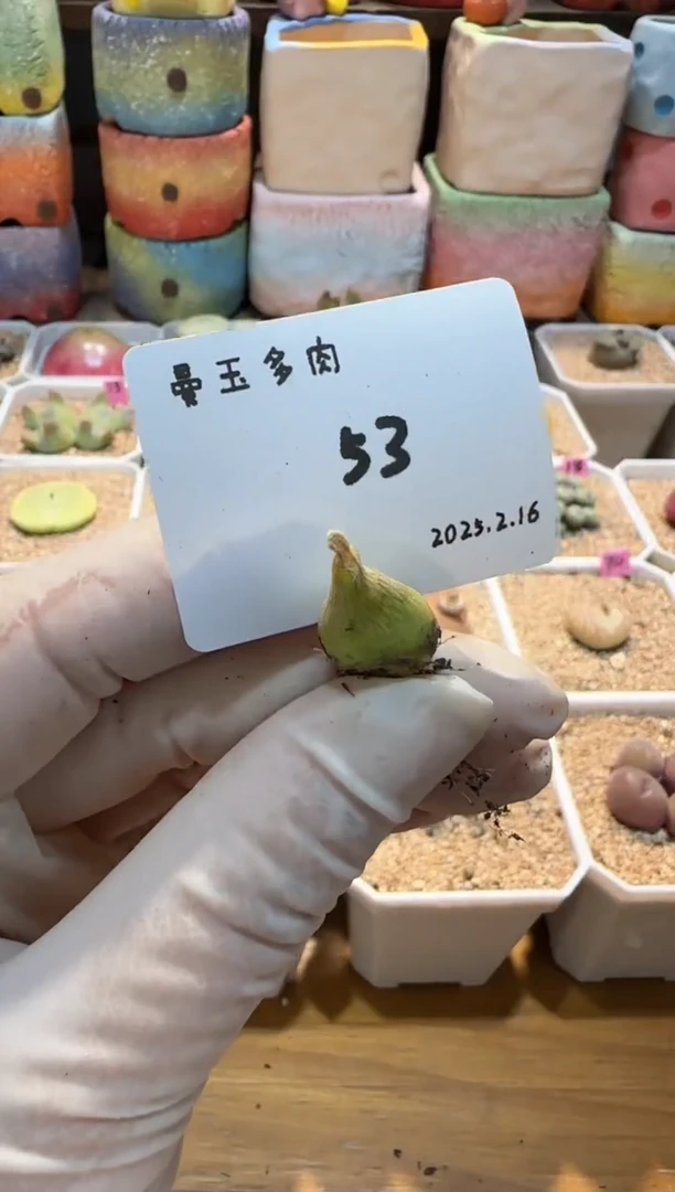 【闪购商品】25.2.16-53