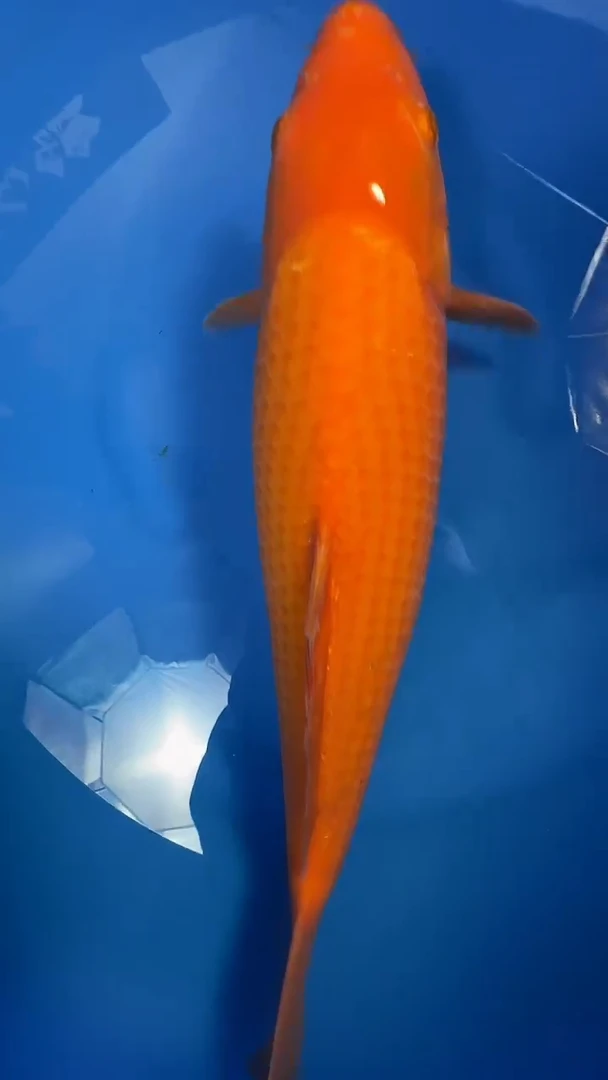 锦鲤爱屋杀手芥子