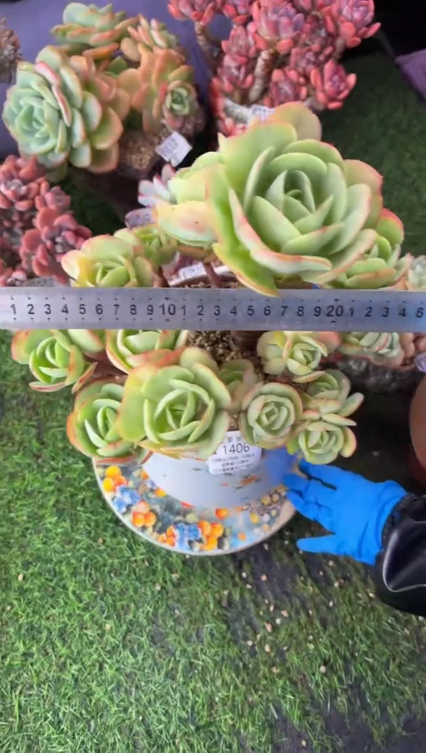 昆明印象多肉1406