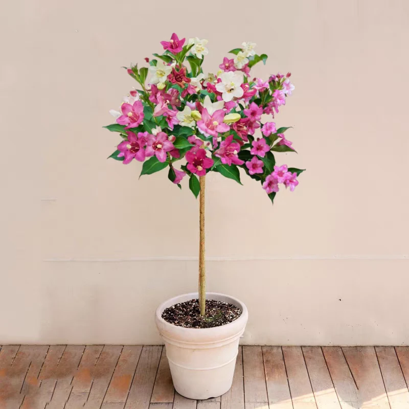 [一物一拍]五彩锦带花树型优美易于栽种耐寒耐热树苗带土球发货