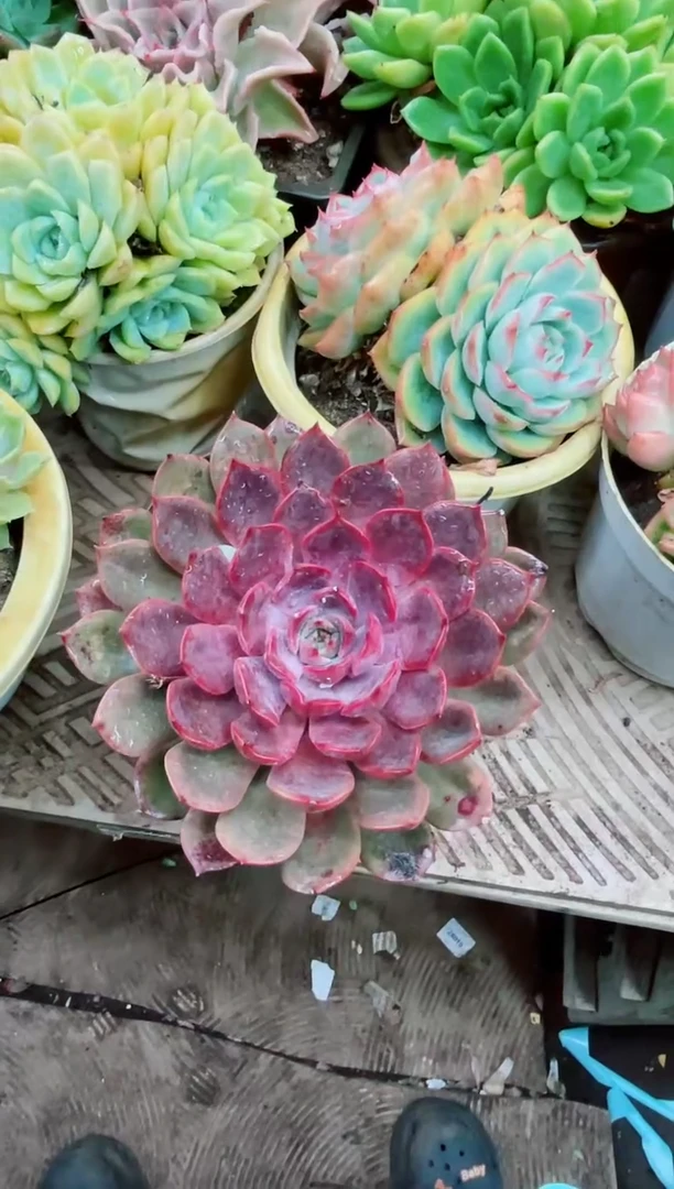 丽02017多肉植物一物一拍