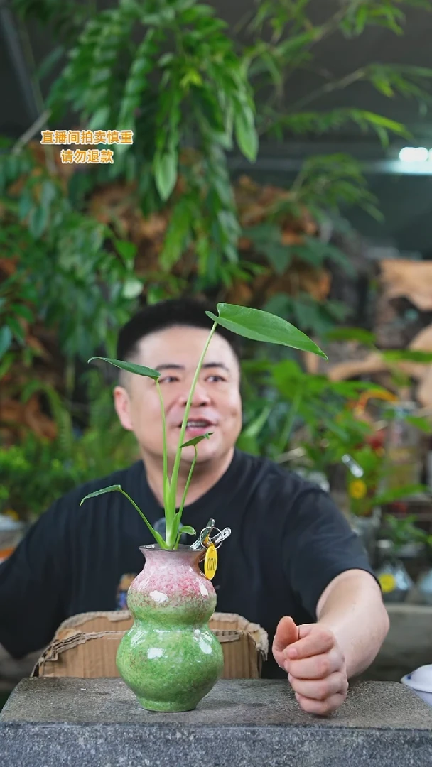 当前无花栽培后可以开花龟背竹西瓜色葫芦瓶070T
