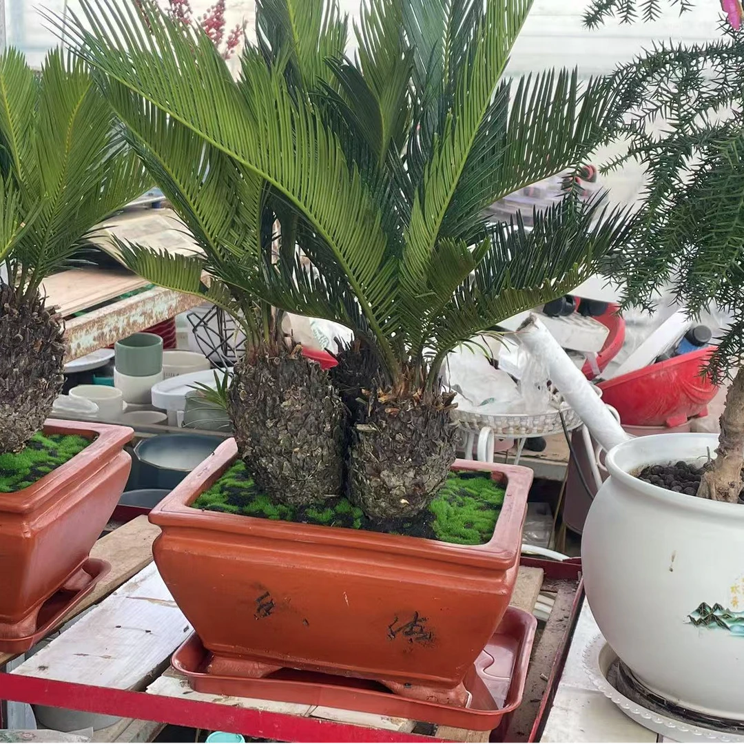 盆景铁树 多头造型  菠萝铁 苏铁 白鳞铁  一物一拍