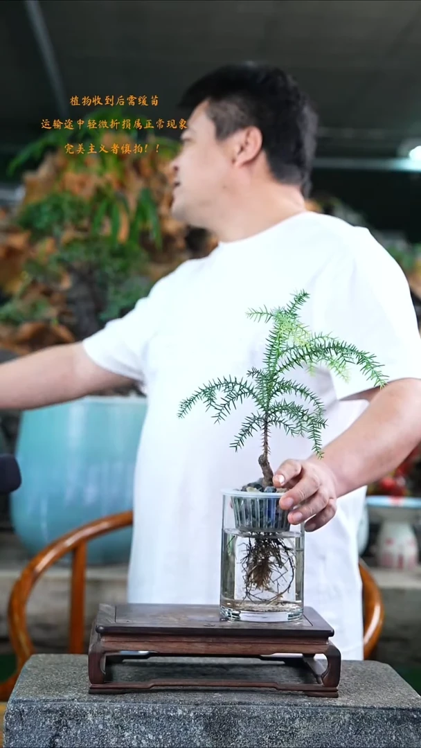 完全开放澳洲杉492T