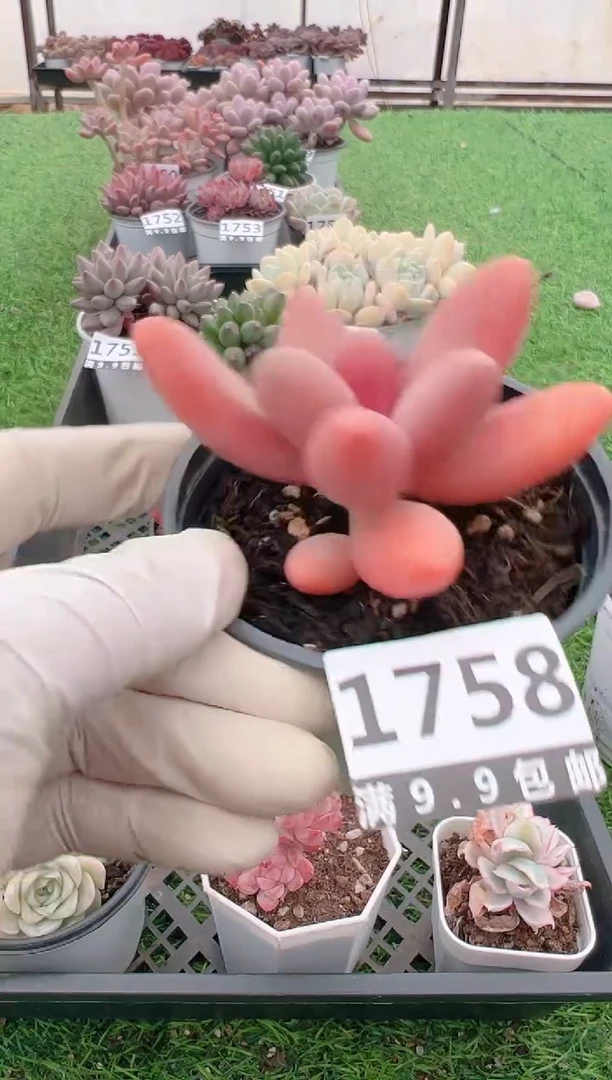 【闪购商品】信福多肉一物一拍