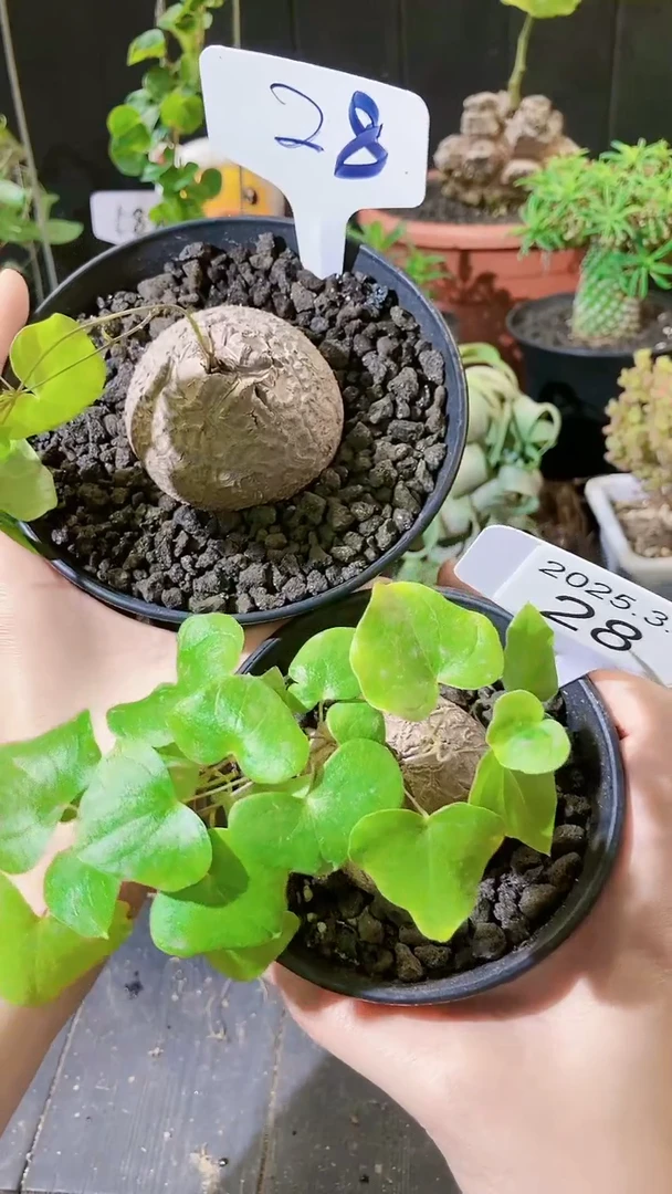 【闪购商品】南非龟甲龙3.3..28