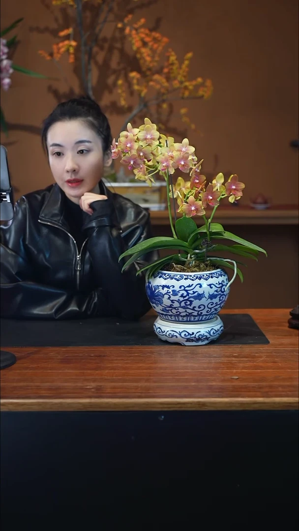 全部花朵橘子汽水青花盆景盆景