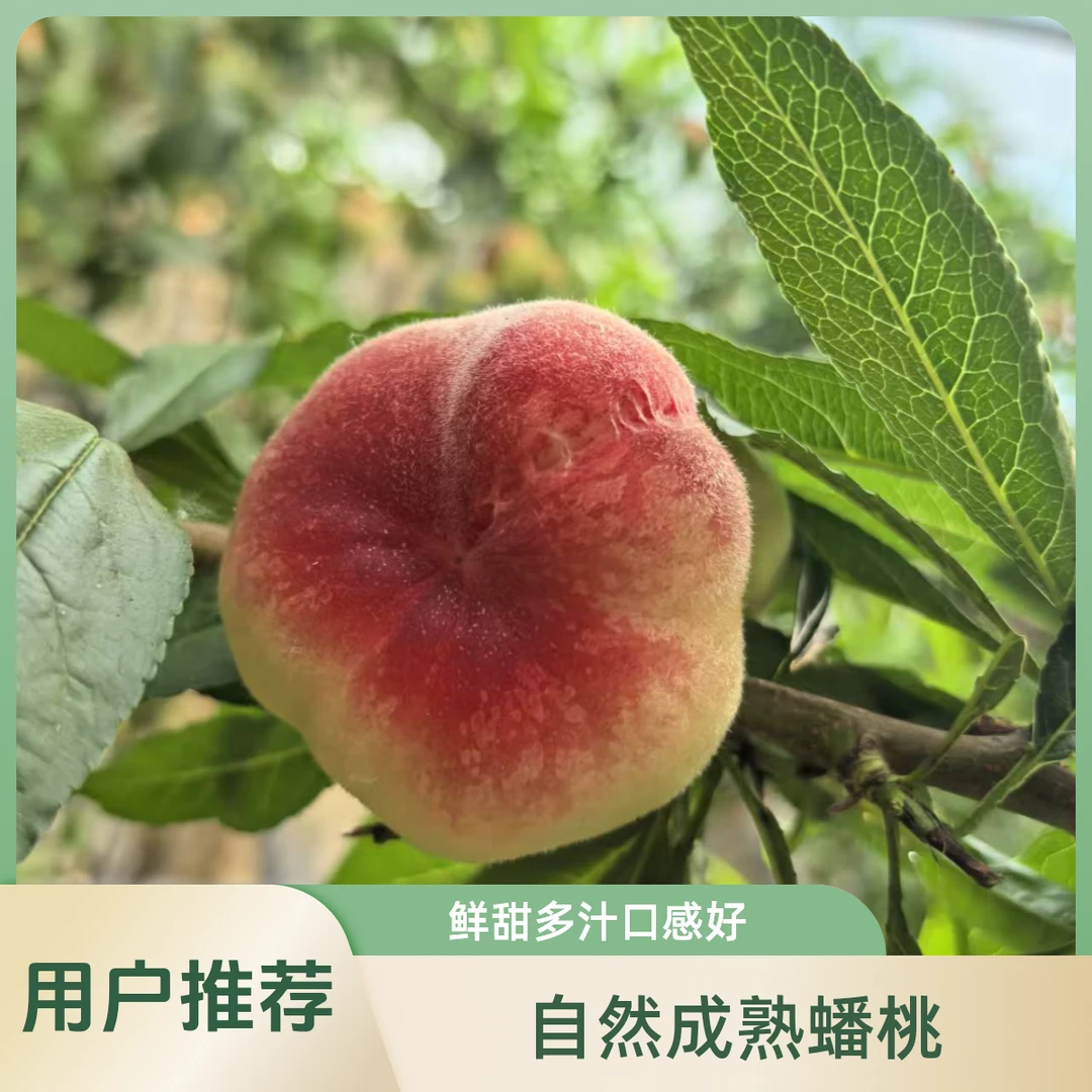 北京平谷早露蟠桃蟠桃3斤装现摘现发北京市