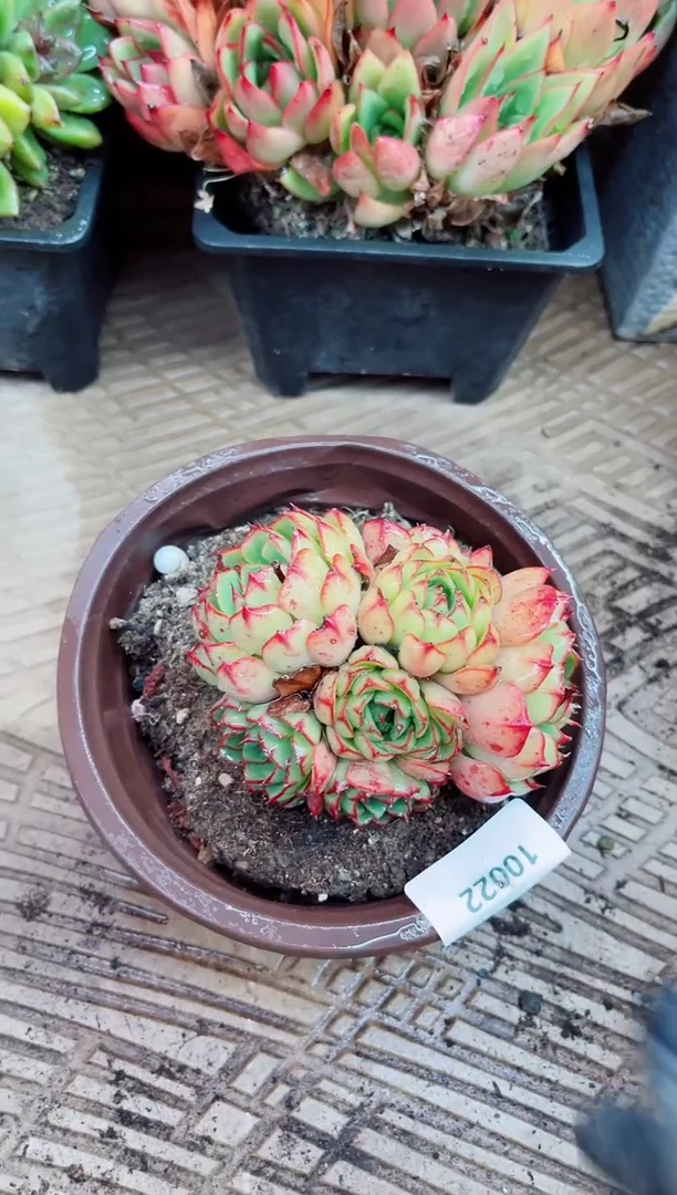 10022多肉植物一物一拍