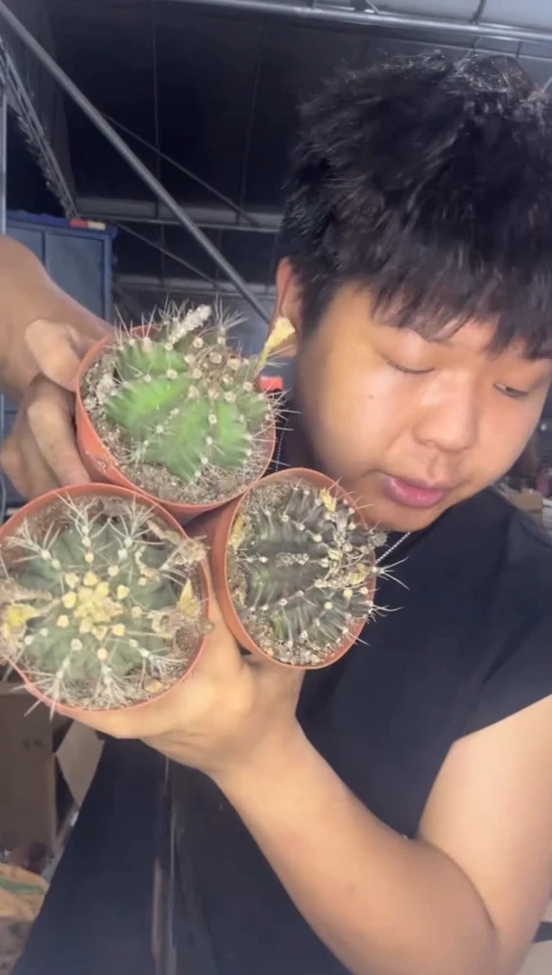 3颗 牡丹【带根】品种不指定