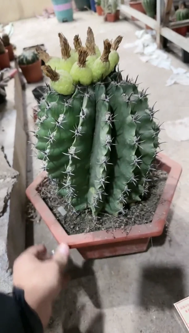 【闪购商品】超大巨鹫玉11111111