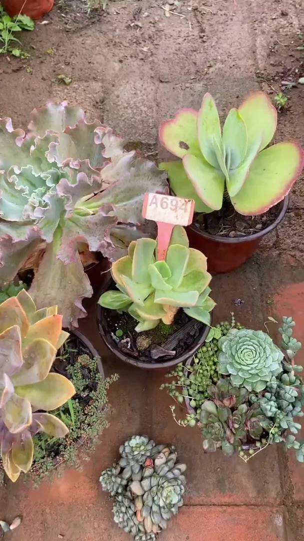A694闪购清风花木兰多肉组合脱土发货